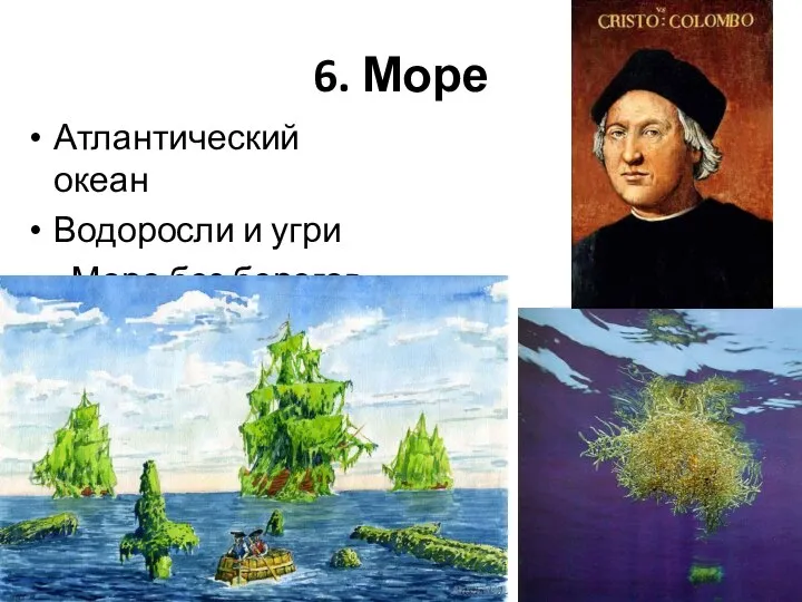 6. Море Атлантический океан Водоросли и угри «Море без берегов»