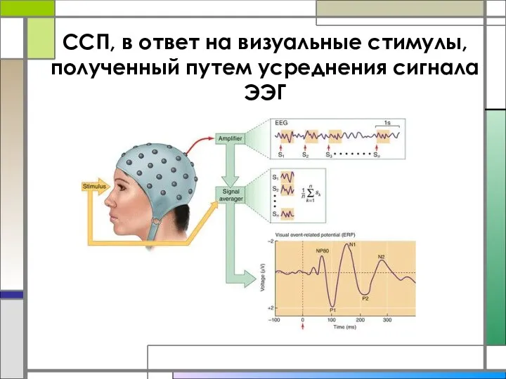 ССП, в ответ на визуальные стимулы, полученный путем усреднения сигнала ЭЭГ