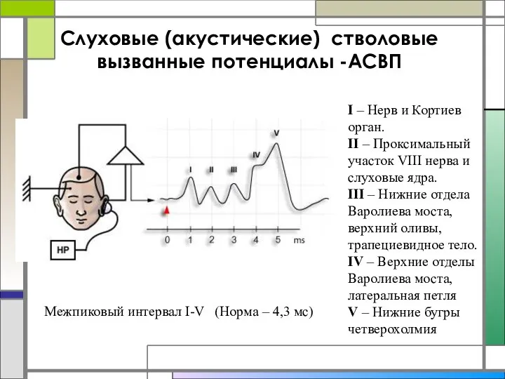 Слуховые (акустические) стволовые вызванные потенциалы -АСВП I – Нерв и Кортиев орган.