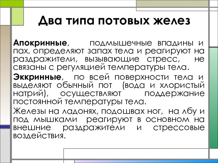 Два типа потовых желез Апокринные, подмышечные впадины и пах, определяют запах тела