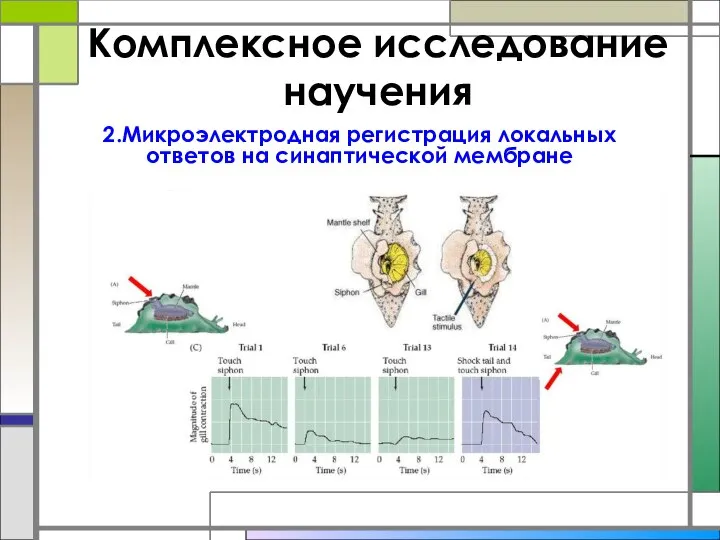 Комплексное исследование научения 2.Микроэлектродная регистрация локальных ответов на синаптической мембране