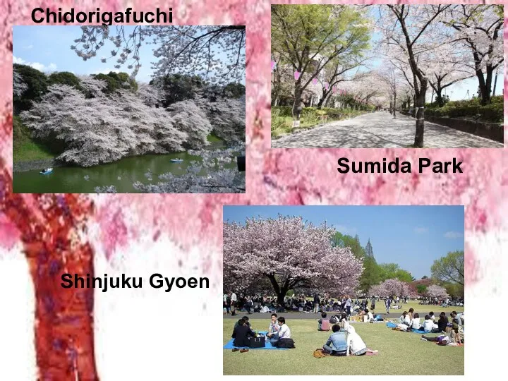 Chidorigafuchi Sumida Park Shinjuku Gyoen