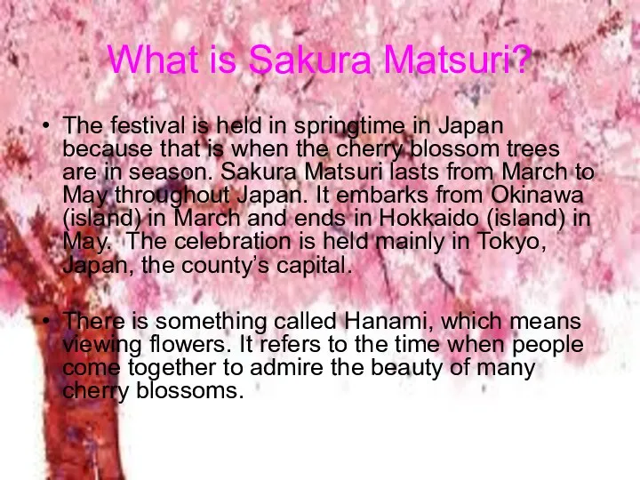 What is Sakura Matsuri? The festival is held in springtime in Japan