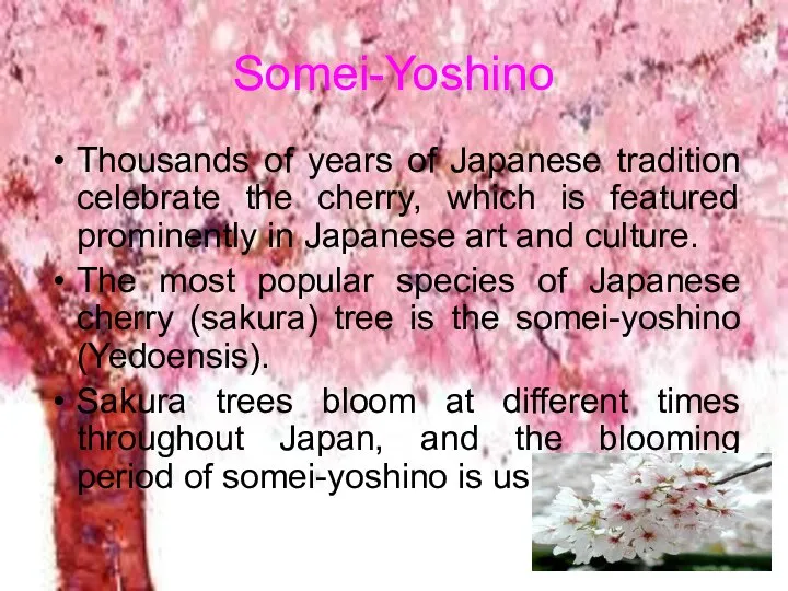 Somei-Yoshino Thousands of years of Japanese tradition celebrate the cherry, which is