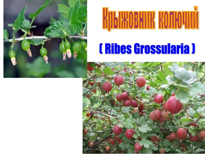 ( Ribes Grossularia ) Крыжовник колючий