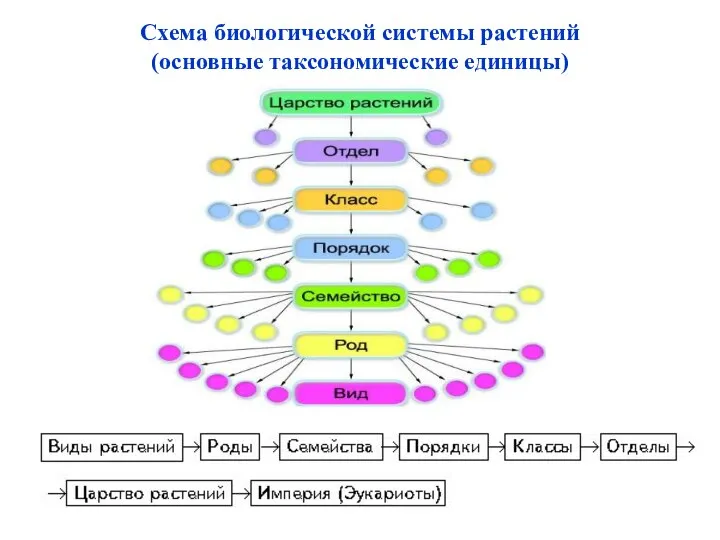 Схема биологической системы растений (основные таксономические единицы)