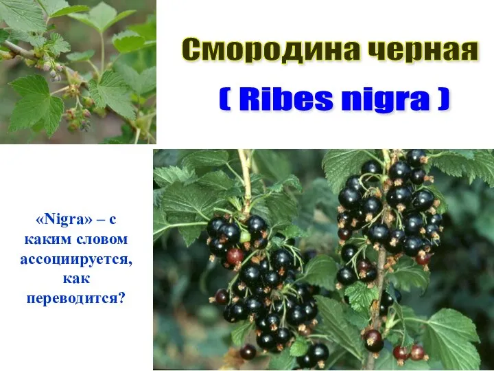Смородина черная ( Ribes nigra ) «Nigra» – с каким словом ассоциируется, как переводится?