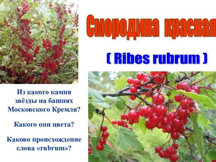 Смородина красная ( Ribes rubrum ) Из какого камня звёзды на башнях