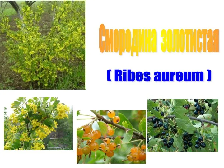 Смородина золотистая ( Ribes aureum )