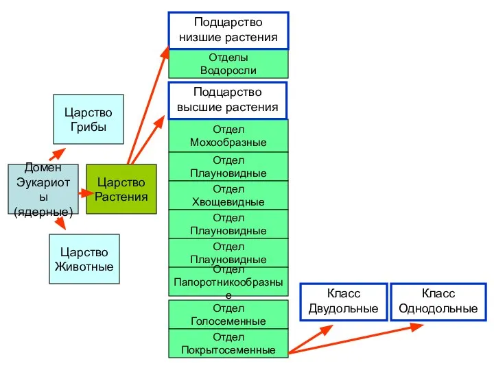 Отдел Мохообразные Домен Эукариоты (ядерные) Царство Грибы Царство Растения Царство Животные Отделы