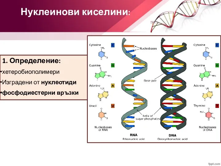 Нуклеинови киселини: 1. Определение: хетеробиополимери Изградени от нуклеотиди фосфодиестерни връзки