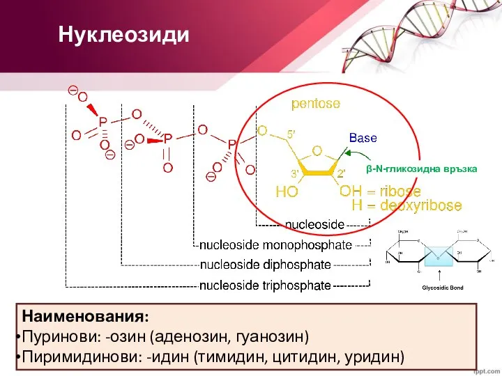 Нуклеозиди Наименования: Пуринови: -озин (аденозин, гуанозин) Пиримидинови: -идин (тимидин, цитидин, уридин) β-N-гликозидна връзка