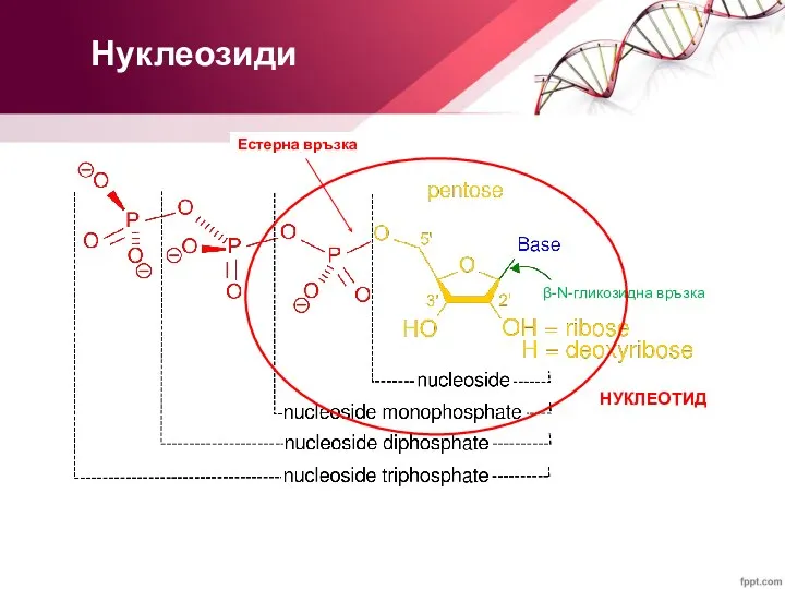 Нуклеозиди β-N-гликозидна връзка