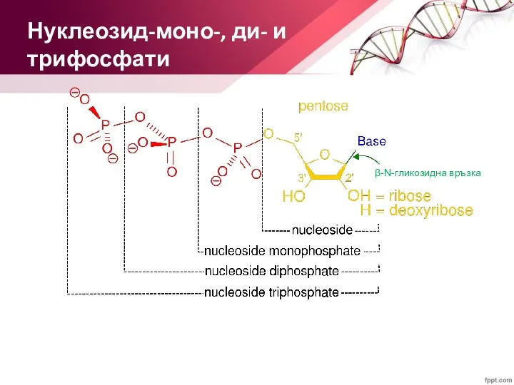 Нуклеозид-моно-, ди- и трифосфати β-N-гликозидна връзка