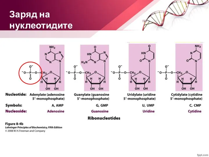 Заряд на нуклеотидите