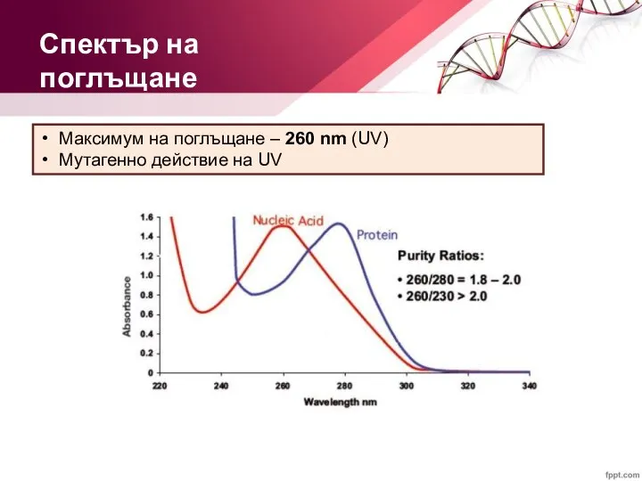 Максимум на поглъщане – 260 nm (UV) Мутагенно действие на UV Спектър на поглъщане