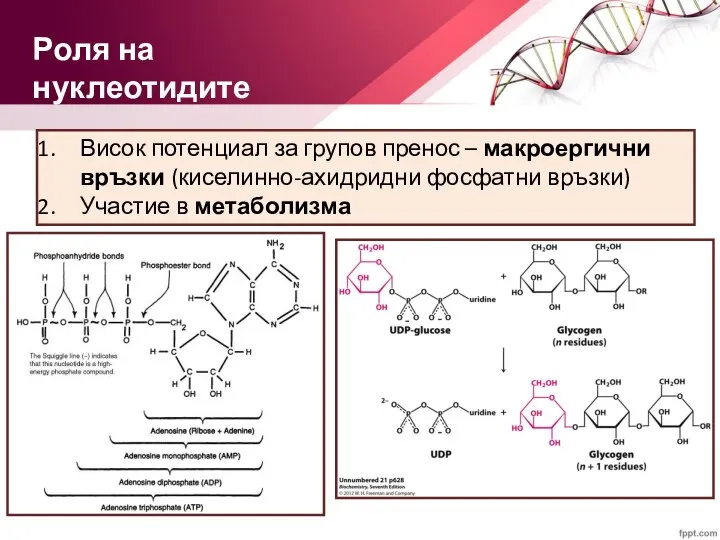 Висок потенциал за групов пренос – макроергични връзки (киселинно-ахидридни фосфатни връзки) Участие