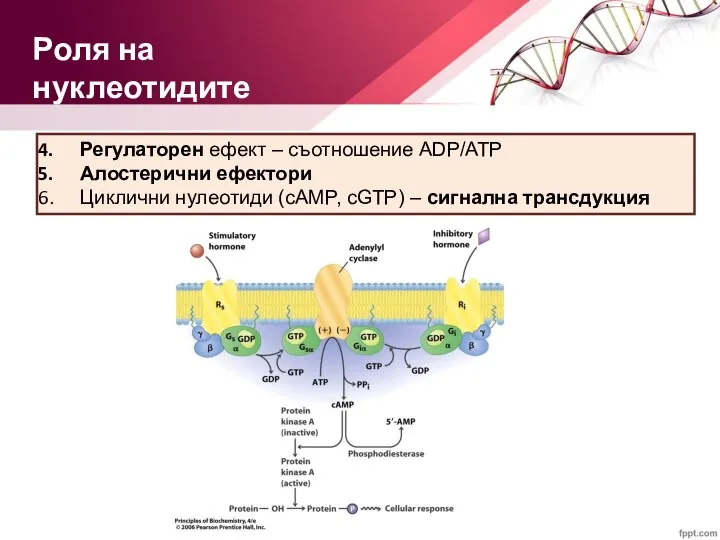 Регулаторен ефект – съотношение ADP/ATP Алостерични ефектори Циклични нулеотиди (cAMP, cGTP) –