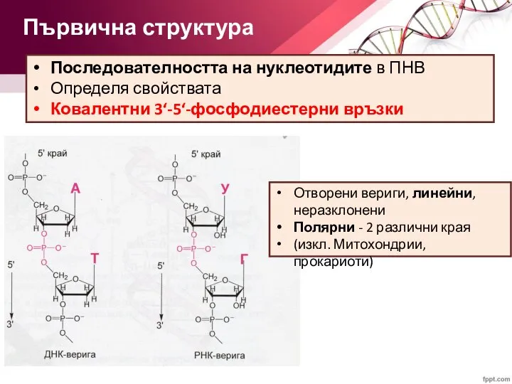 Последователността на нуклеотидите в ПНВ Определя свойствата Ковалентни 3‘-5‘-фосфодиестерни връзки Първична структура