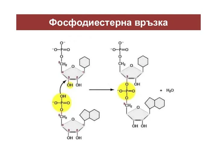 Фосфодиестерна връзка