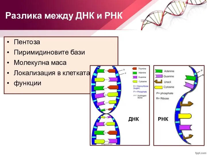 Пентоза Пиримидиновите бази Молекулна маса Локализация в клетката функции Разлика между ДНК и РНК ДНК РНК