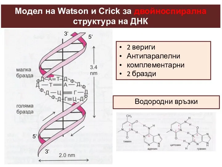 Модел на Watson и Crick за двойноспирална структура на ДНК 2 вериги