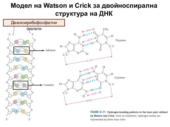 Модел на Watson и Crick за двойноспирална структура на ДНК Дезоксирибофосфатни скелети