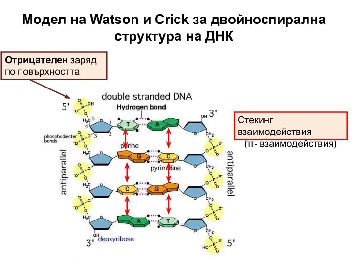 Модел на Watson и Crick за двойноспирална структура на ДНК