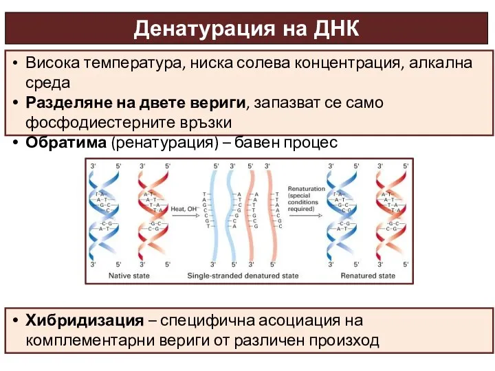 Денатурация на ДНК Висока температура, ниска солева концентрация, алкална среда Разделяне на