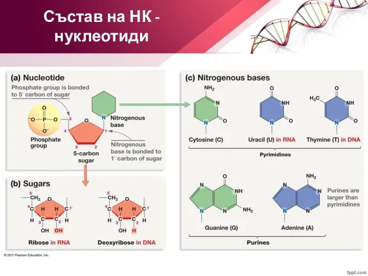 Състав на НК - нуклеотиди