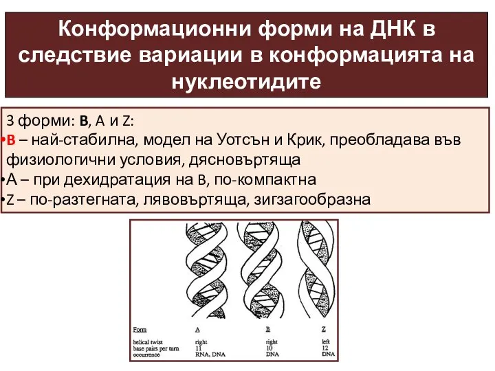 Конформационни форми на ДНК в следствие вариации в конформацията на нуклеотидите 3