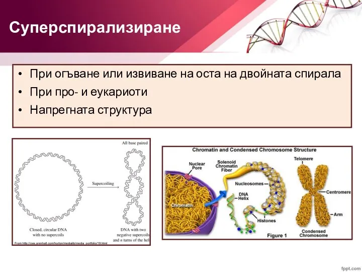 При огъване или извиване на оста на двойната спирала При про- и еукариоти Напрегната структура Суперспирализиране