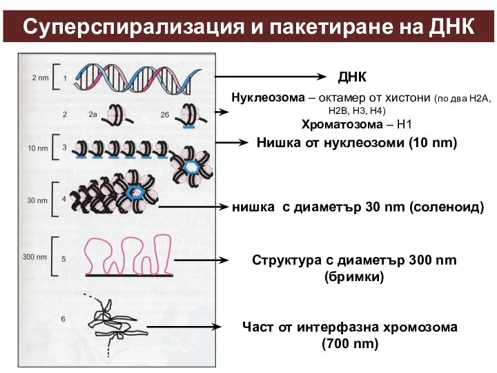 Суперспирализация и пакетиране на ДНК ДНК Нуклеозома – октамер от хистони (по