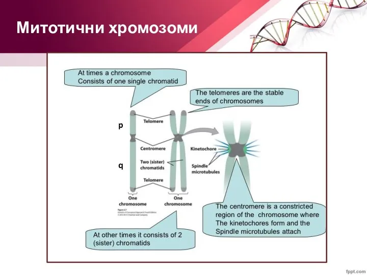 Митотични хромозоми p q