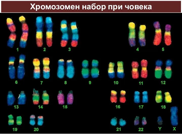 Хромозомен набор при човека