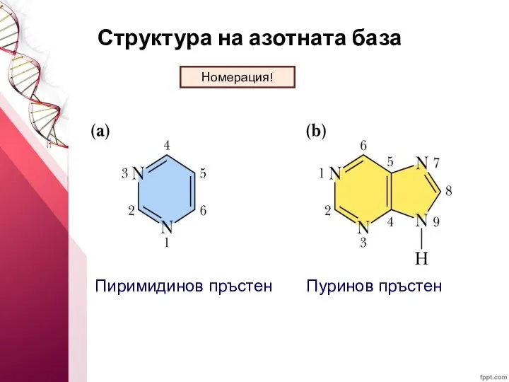 Структура на азотната база Пиримидинов пръстен Пуринов пръстен Номерация!