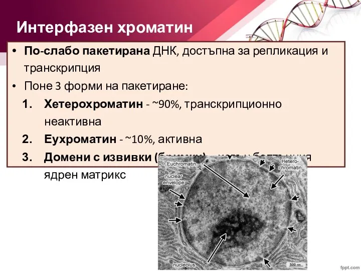 Интерфазен хроматин По-слабо пакетирана ДНК, достъпна за репликация и транскрипция Поне 3