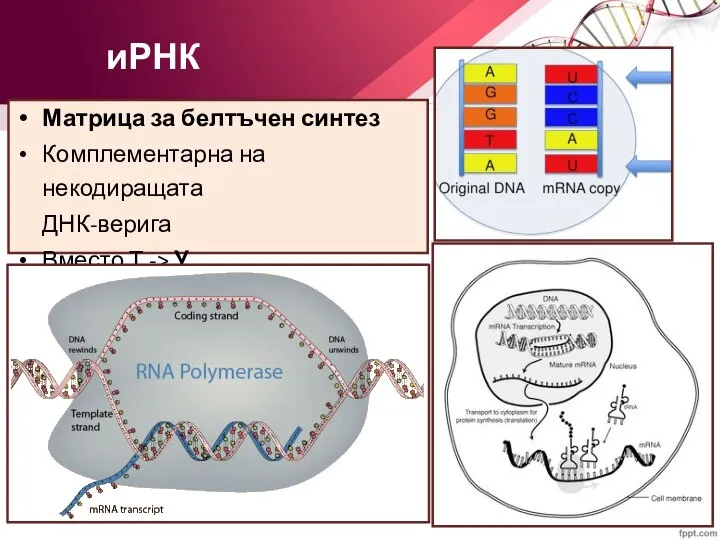 иРНК Матрица за белтъчен синтез Комплементарна на некодиращата ДНК-верига Вместо Т -> У