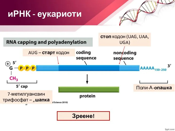 иРНК - еукариоти 7-метилгуанозин трифосфат – „шапка“ Поли-А-опашка Зреене!