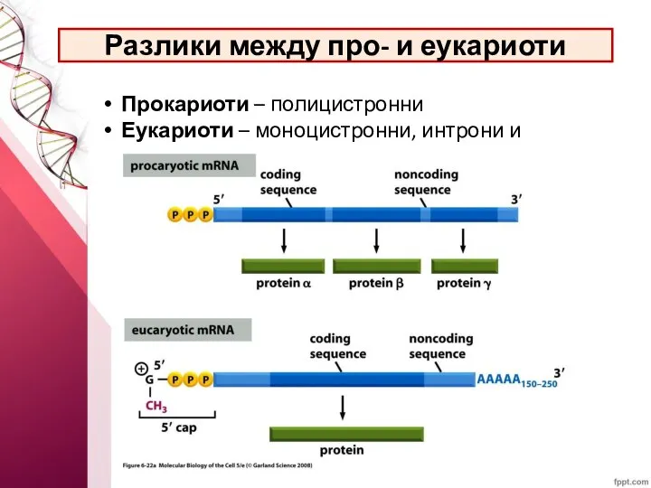 Разлики между про- и еукариоти Прокариоти – полицистронни Еукариоти – моноцистронни, интрони и екзони