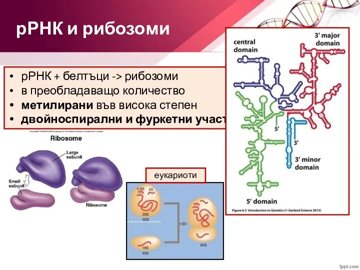 рРНК и рибозоми рРНК + белтъци -> рибозоми в преобладаващо количество метилирани