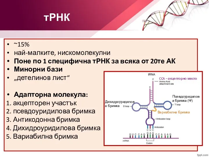 тРНК ~15% най-малките, нискомолекулни Поне по 1 специфична тРНК за всяка от