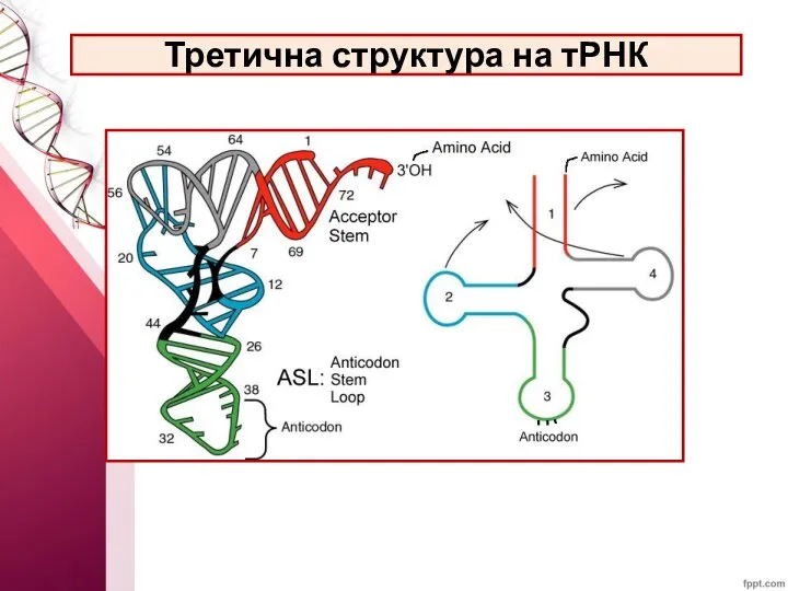Третична структура на тРНК