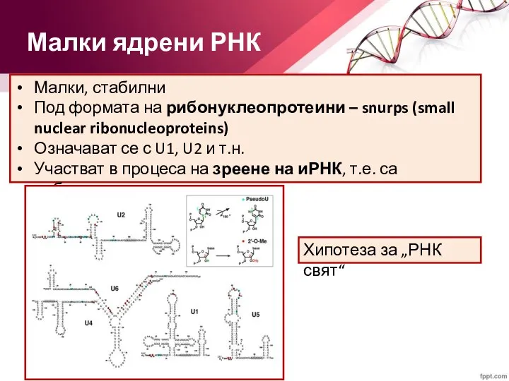 Малки ядрени РНК Малки, стабилни Под формата на рибонуклеопротеини – snurps (small