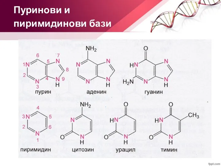 Пуринови и пиримидинови бази