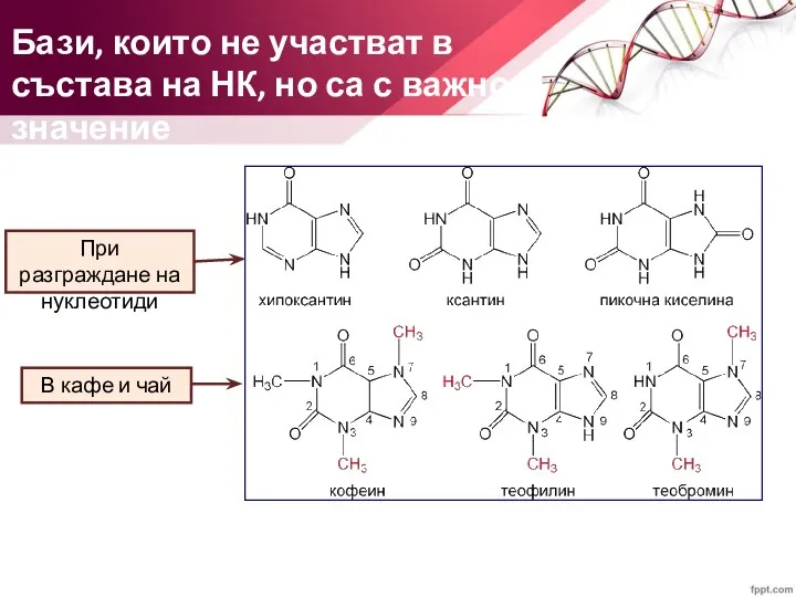 Бази, които не участват в състава на НК, но са с важно