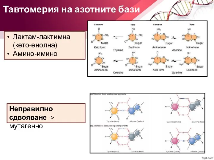 Тавтомерия на азотните бази