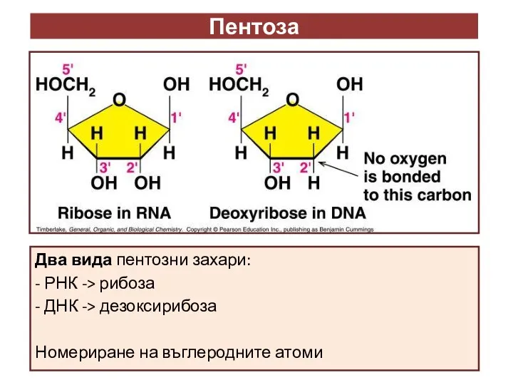 Пентоза Два вида пентозни захари: - РНК -> рибоза - ДНК ->