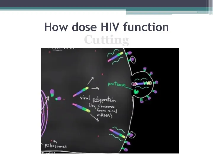 How dose HIV function Cutting