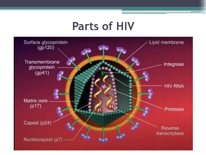 Parts of HIV